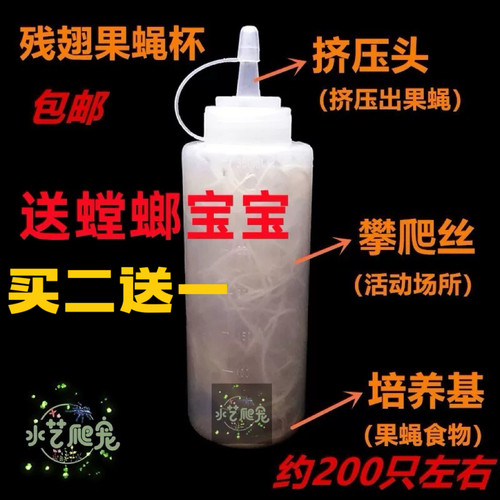 包邮果蝇杯活体饲料大小残翅果蝇树蛙跳蛛螳螂蜘蛛活体饲料实验蝇