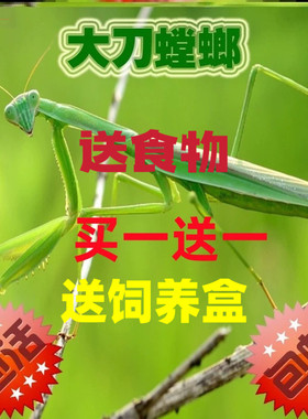 现货中华大刀螳螂个性爬虫宠物
