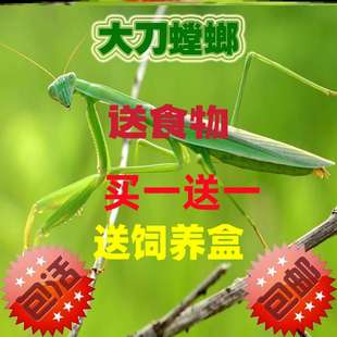 现货中华大刀螳螂个性 爬宠爬虫宠物昆虫活体螳螂有卵夹可孵化 包邮