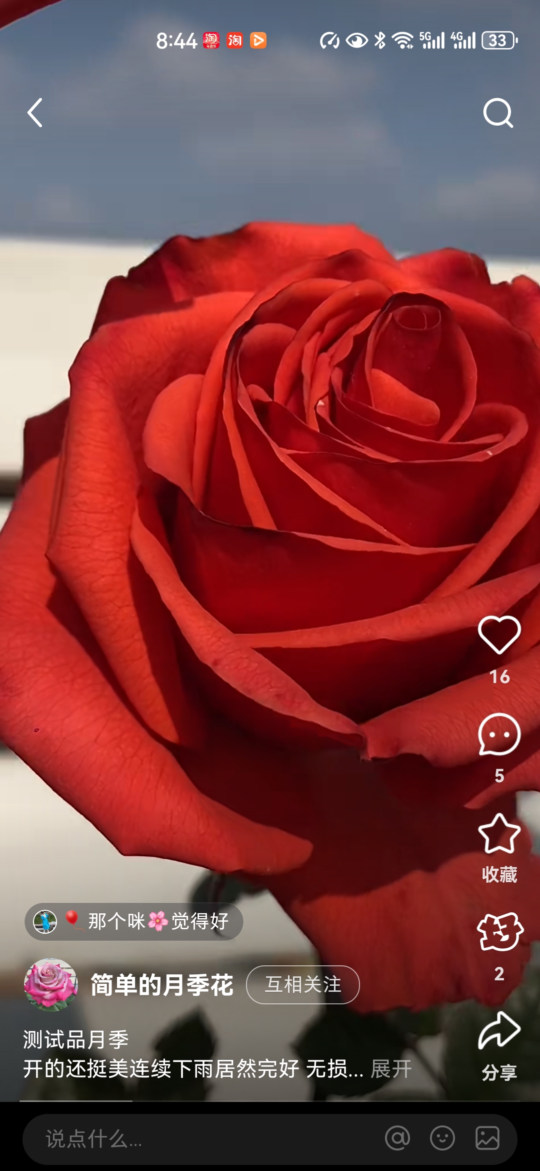 绚丽根结小苗