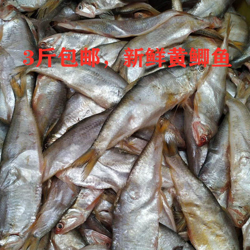 赣榆新鲜250g3斤包邮黄鲫鱼图片