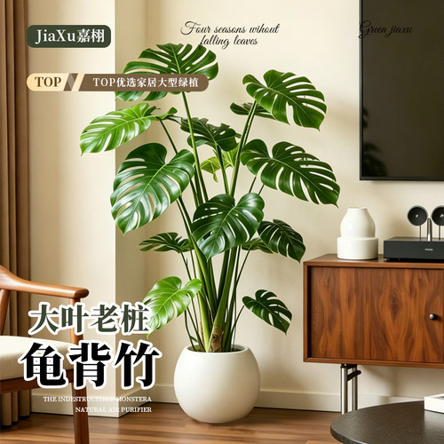 龟背竹老桩特大号客厅绿植室内大型盆栽落地开背大叶懒人好养四季