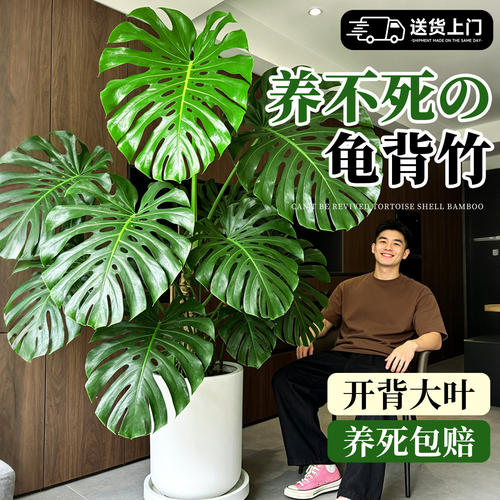 龟背竹客厅大盆栽绿植室内大型植物高级感大叶老桩落地四季好养活
