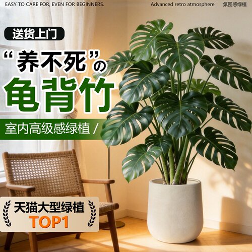 龟背竹盆栽新手易养净化空气