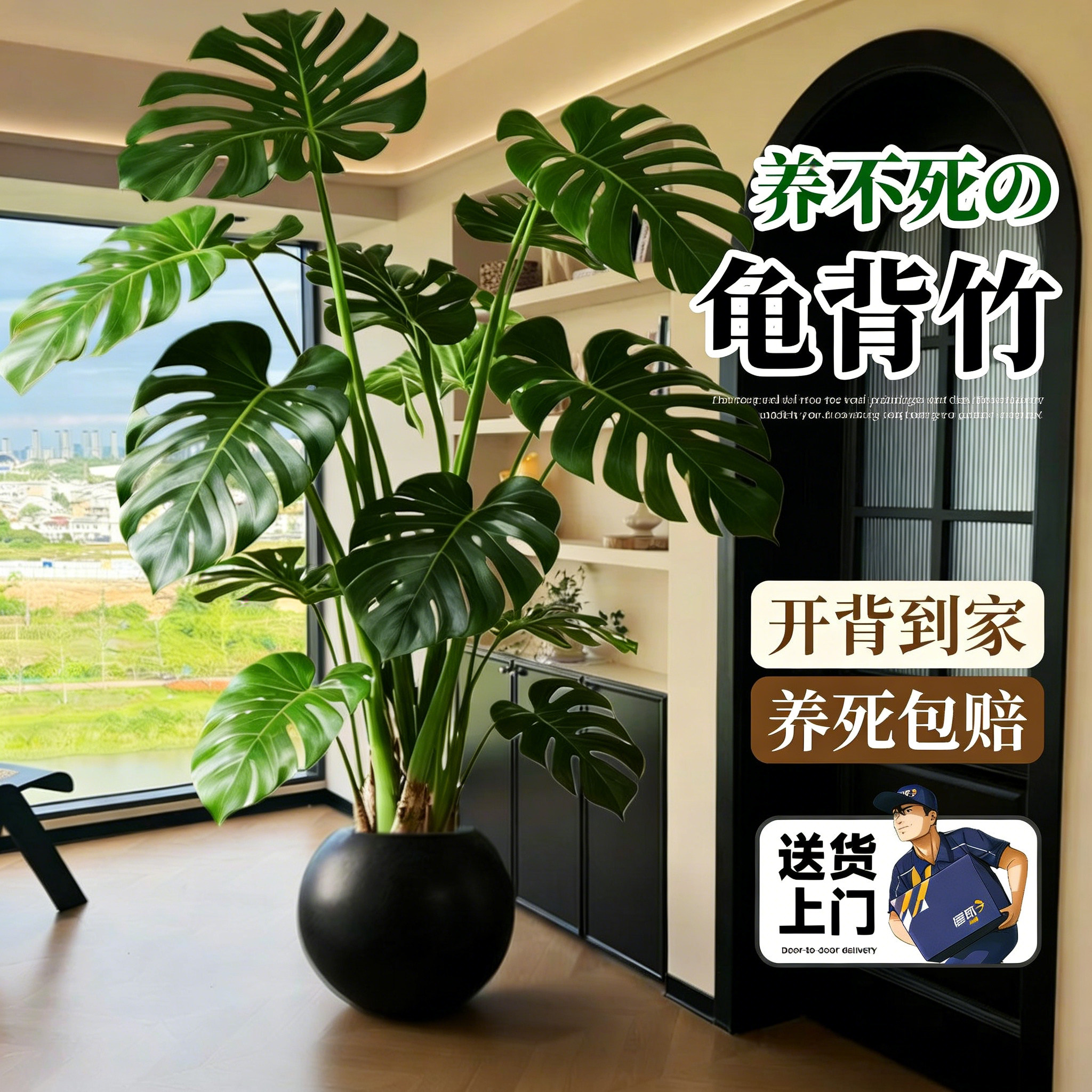 2026新款大型室内绿植龟背竹图片
