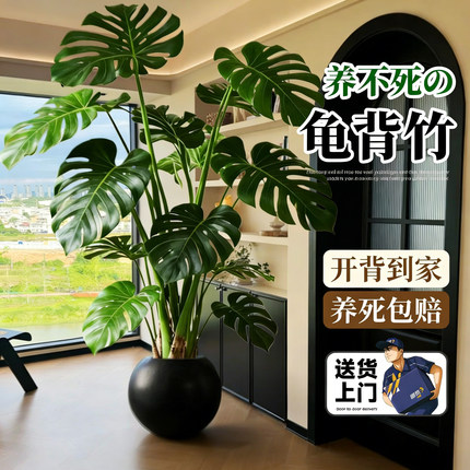 龟背竹客厅绿植室内大型盆栽高级感大叶老桩落地植物盆景四季好养
