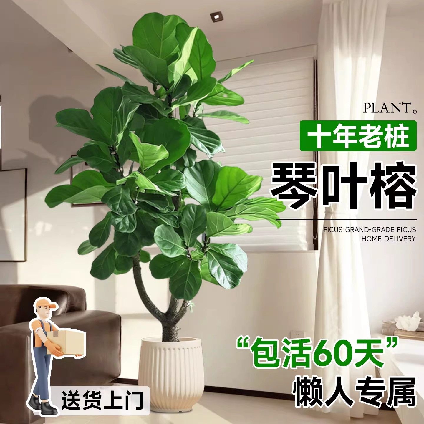 琴叶榕客厅绿植高级感客厅室内大型落地植物盆栽大叶老桩好养四季