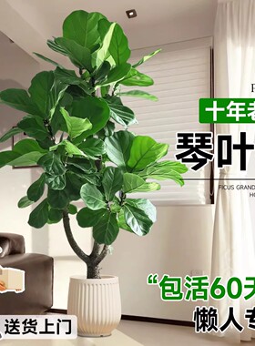 琴叶榕客厅绿植高级感客厅室内大型落地植物盆栽大叶老桩好养四季