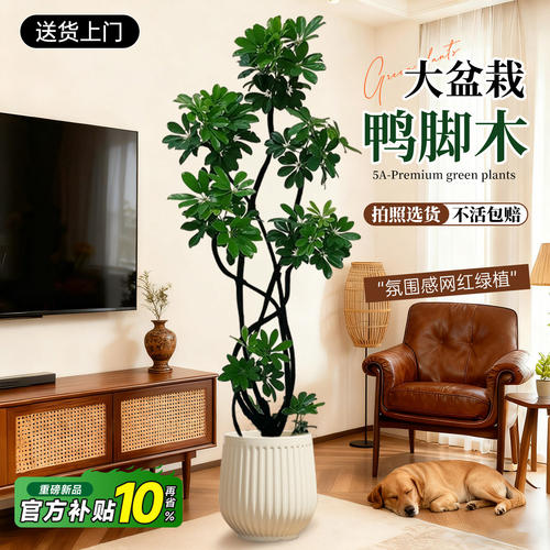 鸭脚木室内落地盆栽新手易养