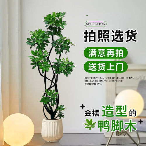 造型鸭脚木客厅大盆栽鸭掌木鹅掌柴室内落地式大型绿植物四季常青