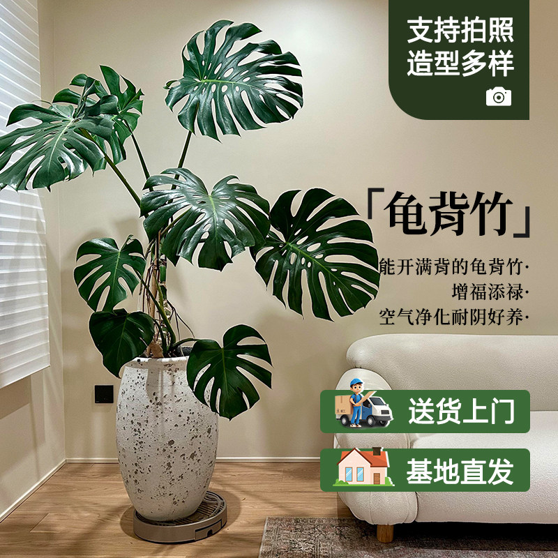 龟背竹大型盆栽落地好养净化空气图片