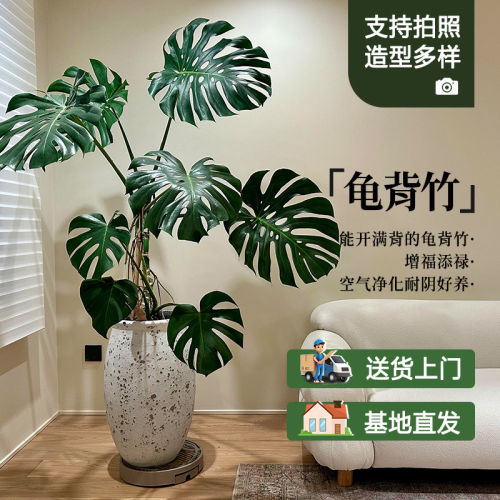 龟背竹大型盆栽落地好养净化空气