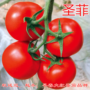 西红柿种子石头果大红番茄种子抗病毒番茄种子耐裂高产 圣菲 包邮