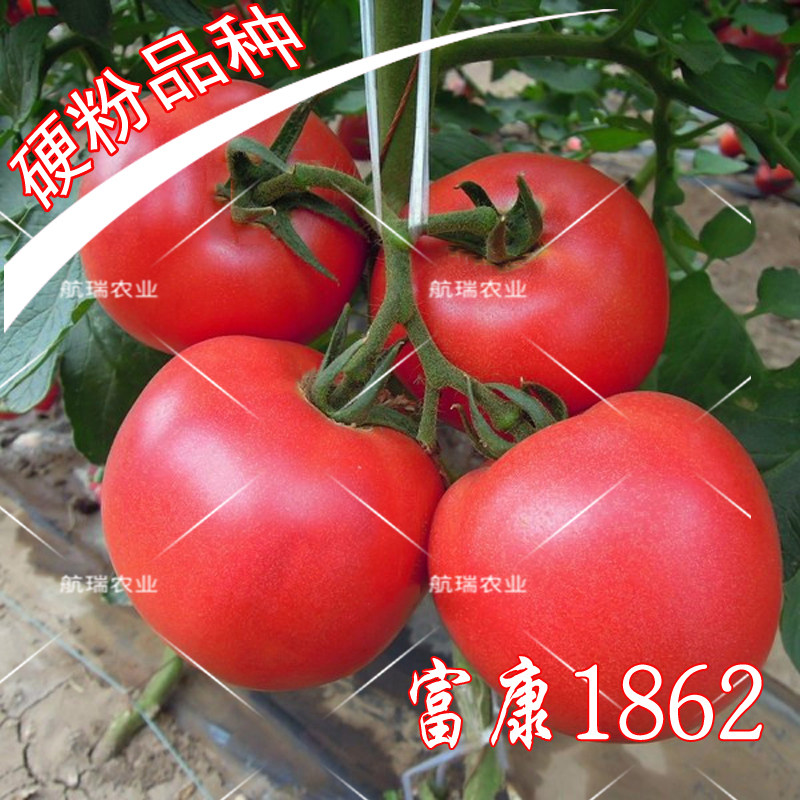 大粉果番茄西红柿种籽冬春四季大棚蔬菜种子硬粉高产包邮富康1862