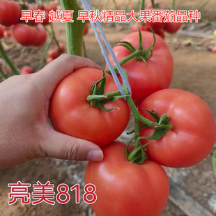 亮美818 西红柿种子耐热抗病高产精品大果番茄品种番茄种子露天棚