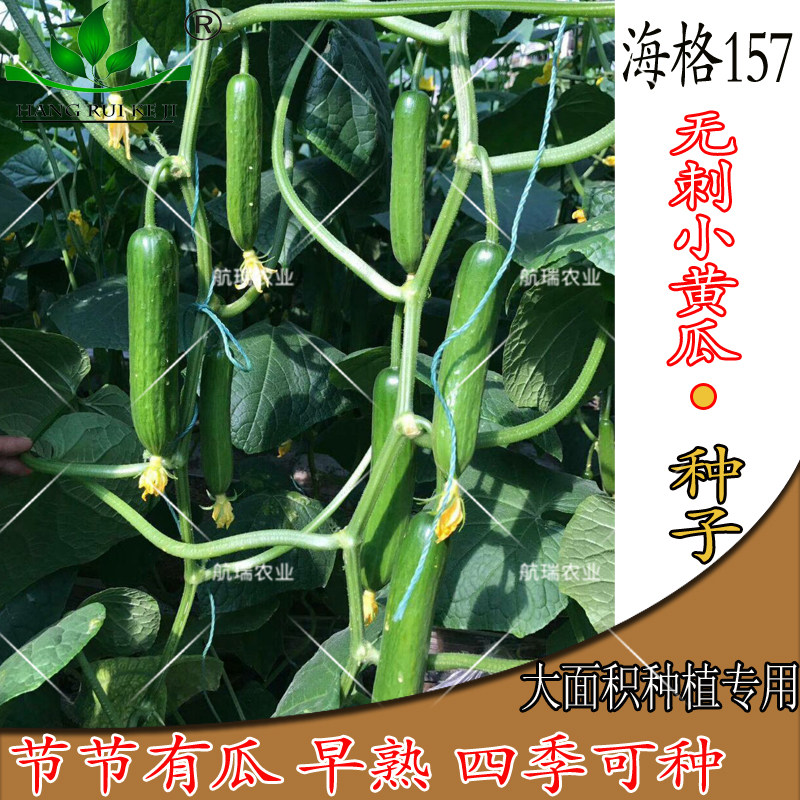 荷兰无刺小水果黄瓜种籽冬早春四季大棚农家海格157蔬菜种子包邮