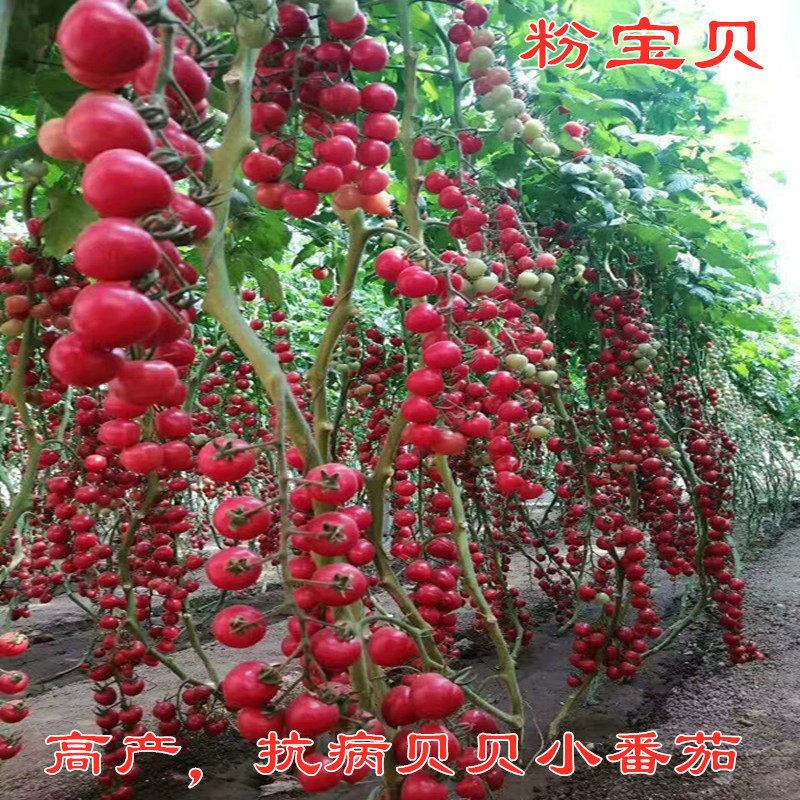 贝贝类型樱桃西红柿种子包邮 -番茄种子-西红柿种子-粉宝贝