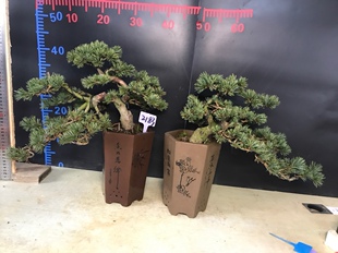 短针瑞光大阪松一图一拍阳台庭院客厅造型盆栽老桩迎客松四季常青