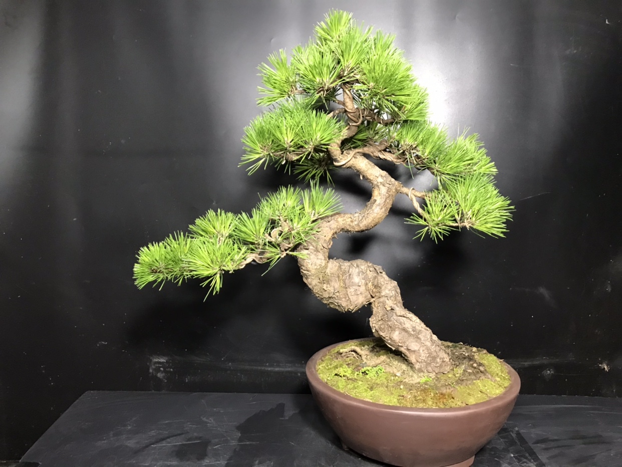 精品老盆短针黑松盆景客厅玄关庭院书房造型迎客松四