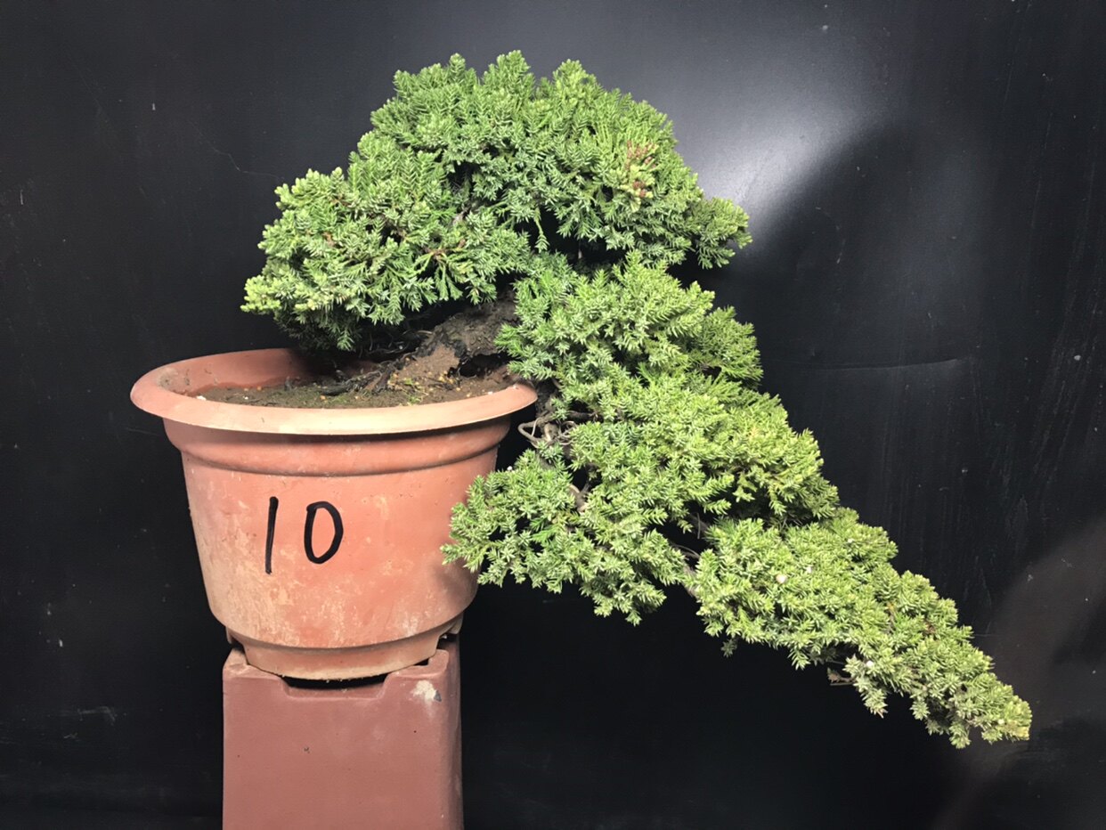 一物一拍老盆新西兰珍珠柏盆景四季常青11