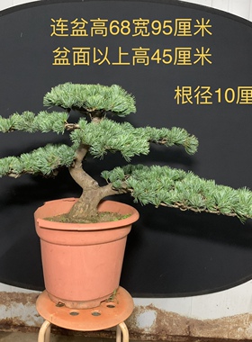 一图一拍造型老盆五针松盆景阳台庭院假山客厅老桩迎客松四季常青