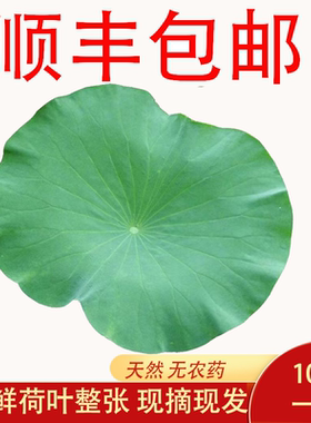 新鲜荷叶片整张10张荷花