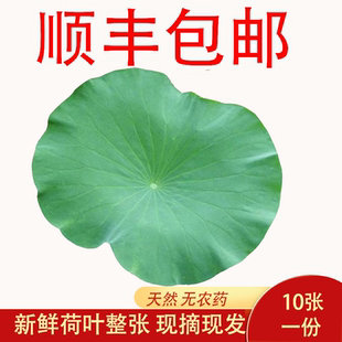 新鮮荷葉整張荷花片蓮葉尖包糯米雞食用包雞包粽子清香泡茶10張