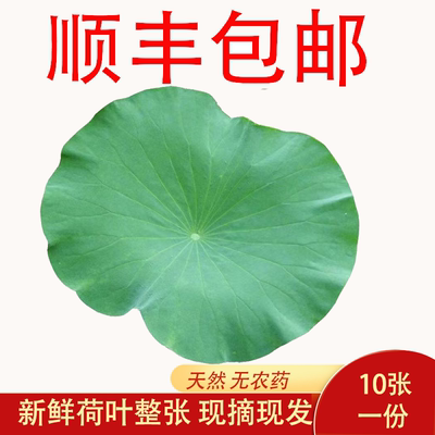 新鲜荷叶片整张10张荷花