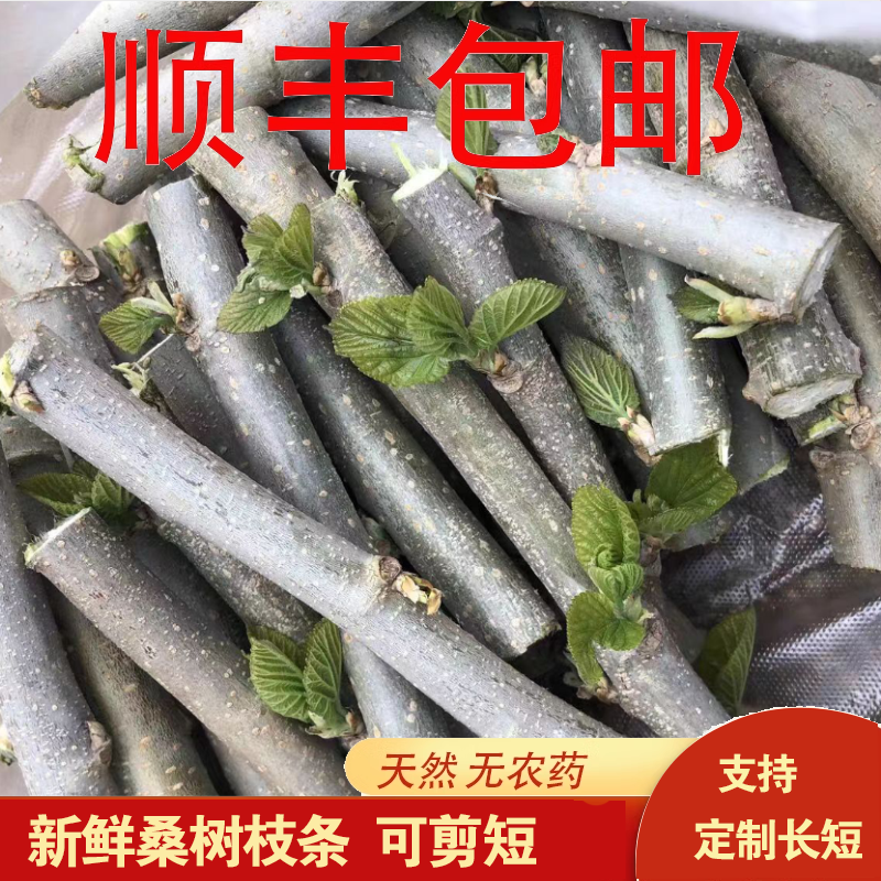 野生新鲜桑树树枝枝条500g