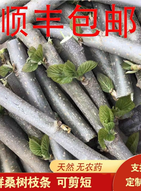 野生新鲜桑树树枝枝条500g桑树枝条桑枝片桑枝条中药材桑枝茶霜桑