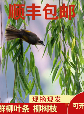 新鲜杨柳树枝柳树树条树叶