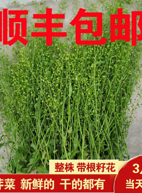 新鲜荠菜干整株老荠菜带花根茎籽三月三煮鸡蛋月子入药孕妇