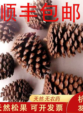 10-20CM大号松果天然松塔圣诞装饰摆件幼儿园手工创意DIY材料干花