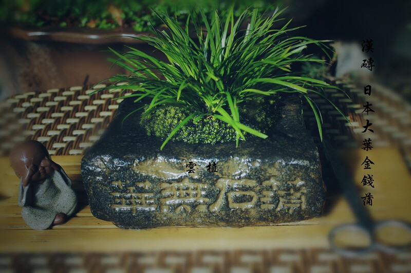 雲植台湾长叶金钱菖蒲仿汉砖花盆案头清供室内微景观水生苔藓盆栽