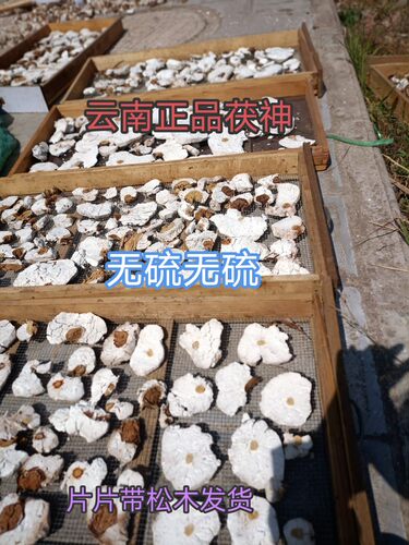 云南稀有茯神 500g 带松眼正品 中药材 茯神茶 片片带松眼