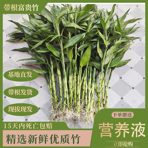水培绿植客厅办公室净化空气