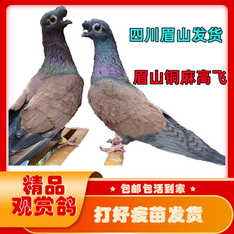 四川铜麻高飞血统纯正眉山发货血眼活物可繁殖幼鸽种鸽包邮包健康