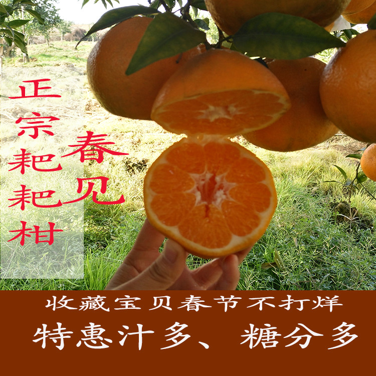 正宗四川蒲江春见耙耙柑大果橘子现摘现发新鲜孕妇水果5/8斤包邮,水产肉类/新鲜蔬果/熟食,桔子,淘宝优惠券,粉丝福利购,淘宝优惠卷