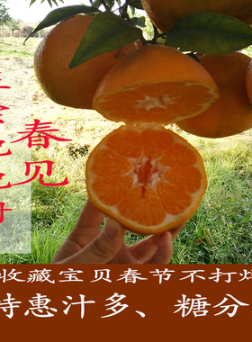 正宗四川蒲江春见耙耙柑大果橘子现摘现发新鲜孕妇水果5/8斤包邮