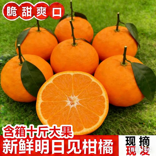正宗四川蒲江明日见柑橘新鲜大果孕妇柑橘现摘现发桔子自然熟