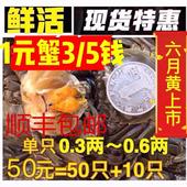 鲜活现货小闸蟹大闸蟹香辣蟹一元 蟹小螃蟹毛蟹六月黄公母
