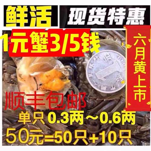 鲜活大闸蟹一元蟹螃蟹六月黄