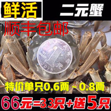 小螃蟹毛蟹 鲜活现货六月黄公母小闸蟹大闸蟹香辣蟹2元