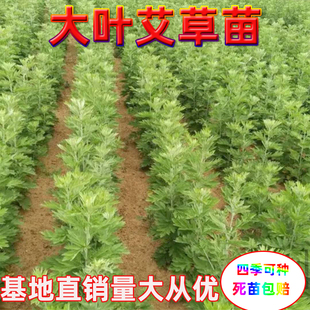 包邮正宗大叶艾草苗艾蒿蕲艾苗艾灸祛湿洗澡泡脚药用四季种植盆栽