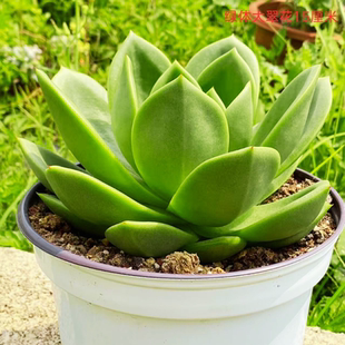 多肉植物盆栽云南基地精养皮实好养绿色多肉超大颗老桩多肉