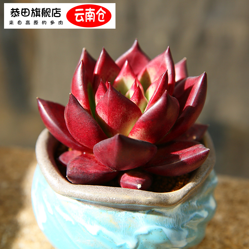 云南直发血樱骑士乌木防辐射杂交