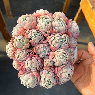 大盆奶油贝瑞粉色多肉植物组合盆栽窗台装饰新手易养非常容易抗寒