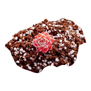 多肉植物专用自制泥炭土肉肉植物种植营养土批发园艺土专用营养土