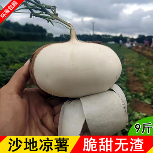 广西现挖凉薯新鲜葛薯当季水果蔬菜脆甜白地瓜多汁沙葛土瓜白心薯