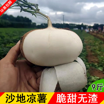 广西现挖凉薯新鲜葛薯当季水果蔬菜脆甜白地瓜多汁沙葛土瓜白心薯